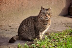 Welche Produkte kann ich einer Katze mit Durchfall geben?