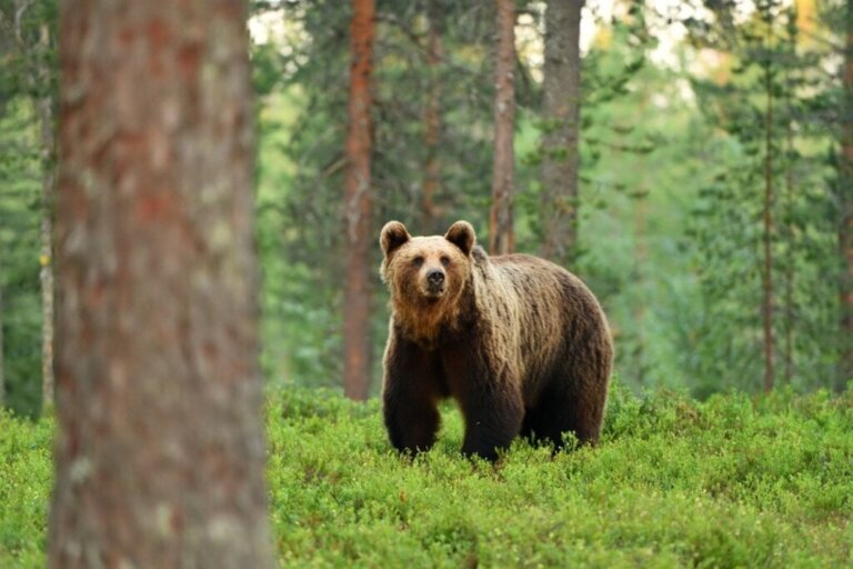 9 Kuriositäten über Braunbären