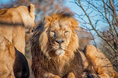 9 Kuriositäten über die Löwenmähne