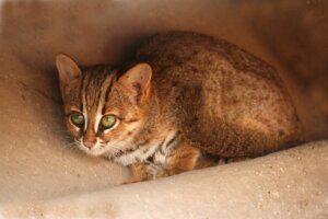 Die Rostkatze: Lebensraum und Merkmale