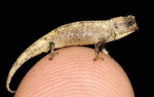 Ein neu entdecktes Chamäleon ist das kleinste Reptil der Welt