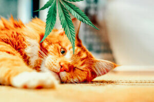 CBD-Öl für Katzen