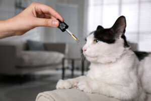 Die Vorteile von CBD-Öl für Katzen