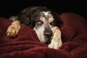 Wie du das Alter deines Hundes feststellst