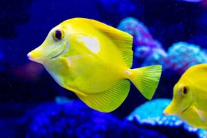 Der Doktorfisch: Lebensraum, Merkmale und Fortpflanzung