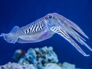 9 Kuriositäten über Tintenfische