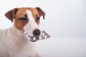 Selegilin bei Hunden: Dosierung, Verwendung und Nebenwirkungen