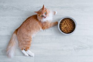 Was kann ich tun, wenn meine Katze nicht fressen will?