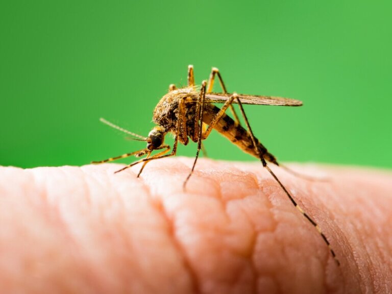 Risiken und Vorteile von gentechnisch veränderten Stechmücken