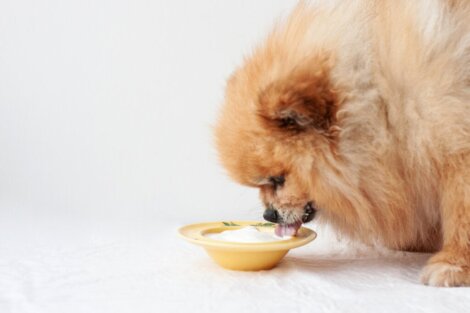Darf mein Hund Joghurt fressen?