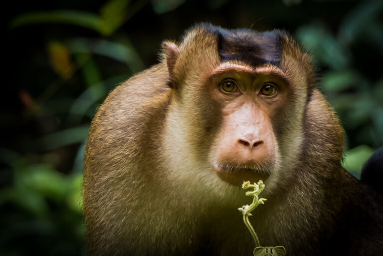 Bedrohte Primatenarten der Welt