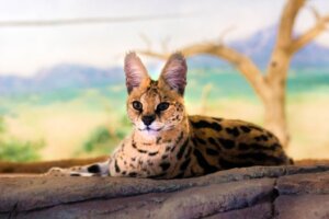 Ist es möglich, einen Serval als Haustier zu halten?