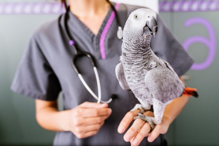 Wege, deinem Vogel Medikamente zu verabreichen