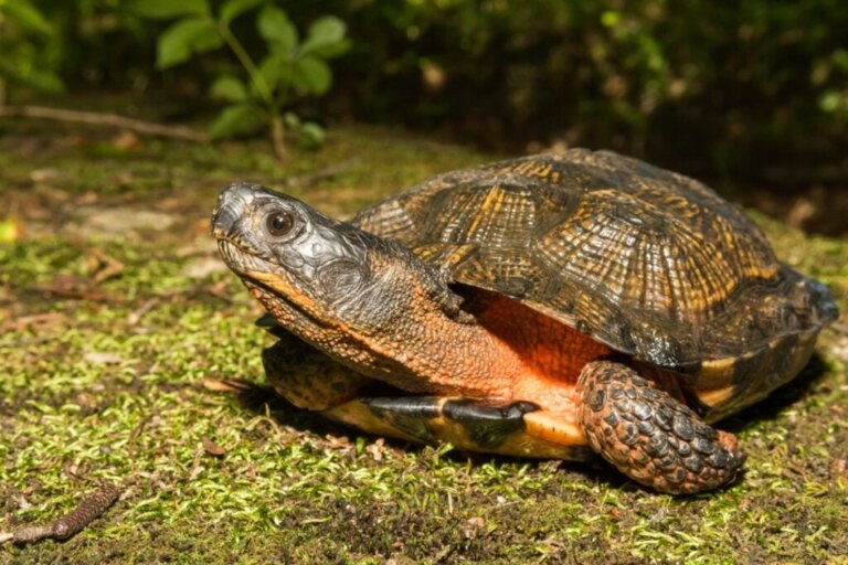 Woran erkennst du, ob deine Schildkröte in Winterstarre oder tot ist?