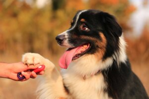 Können Hunde zwischen verschiedenen Sprachen unterscheiden?