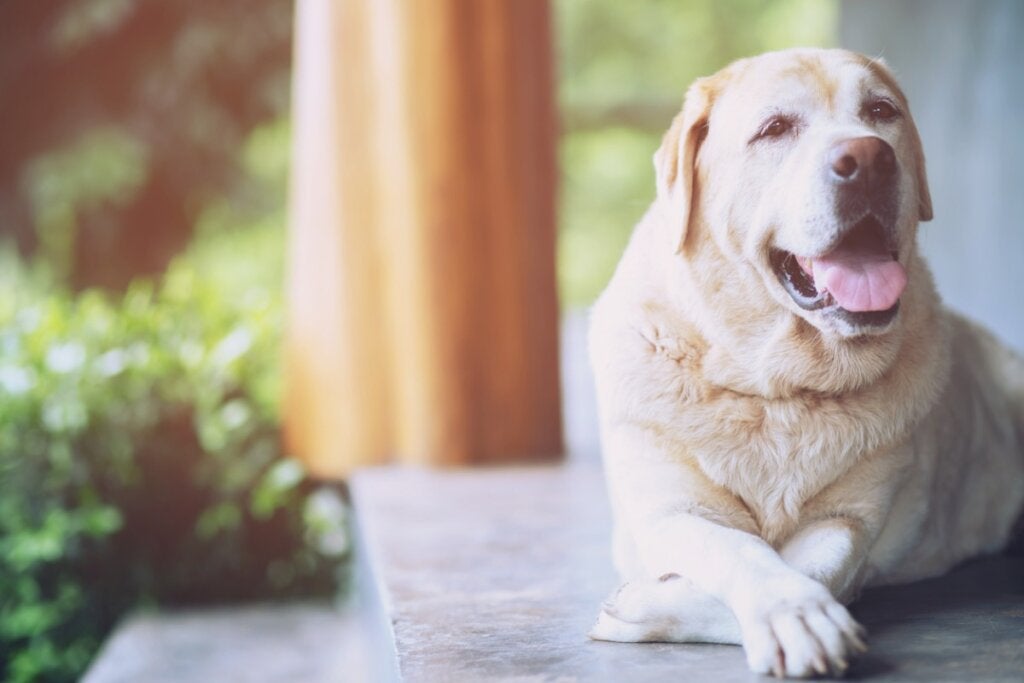 15 Gründe, einen älteren Hund zu adoptieren