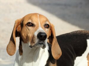 Das Sehvermögen eines Hundes: Mit den Augen eines Hundes sehen