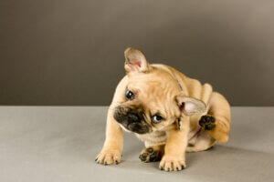 schlittenfahren hund