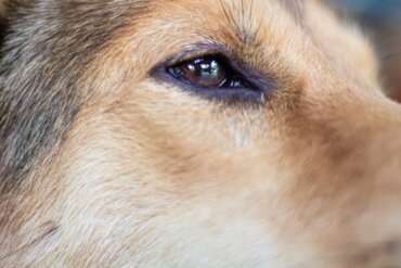 Horner-Syndrom bei Hunden: Symptome, Diagnose und Prävention