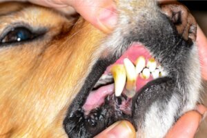 Was sind die Ursachen für Stomatitis bei Hunden?