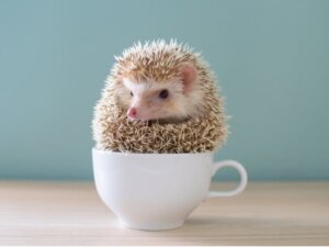 Der Igel als Haustier?
