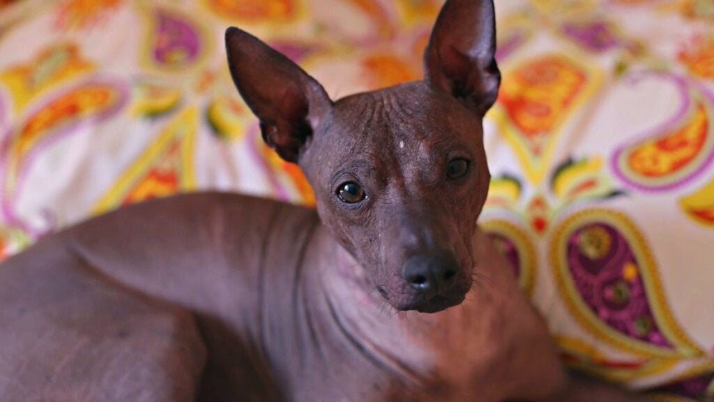 Alles über den Xoloitzcuintle