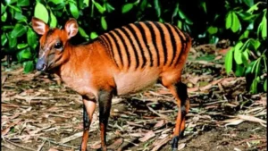 Lerne den Zebraducker kennen