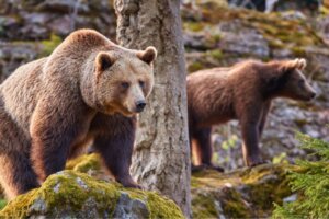 9 Tiere, die Winterschlaf halten und ihre Eigenschaften