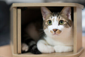 Katze im Katzenhäuschen