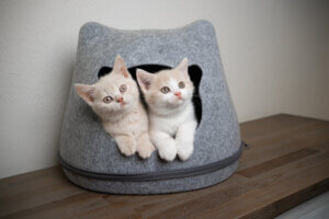 Erstausstattung für deine Katze: Das brauchst du!