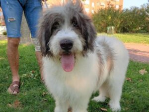 Alles über den Mioritic