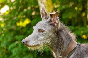 Alles über den Lurcher