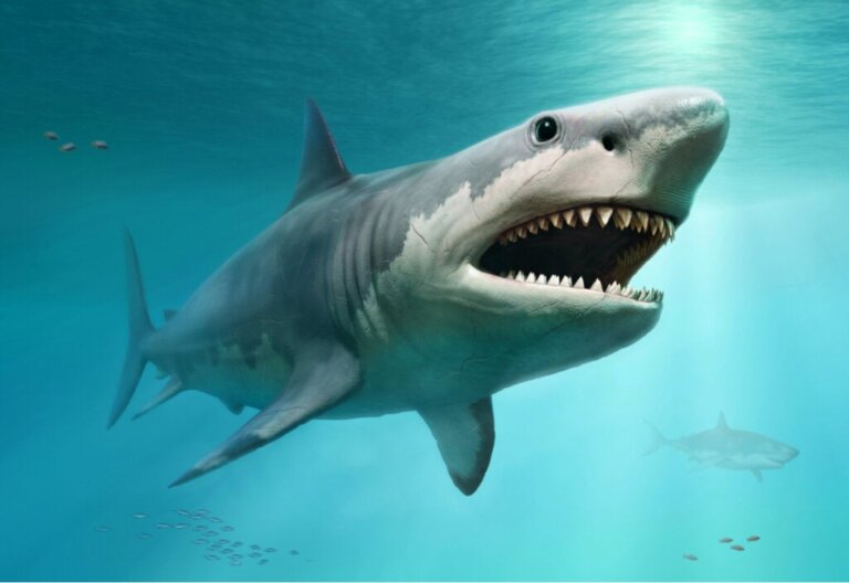 Weiße Haie und ihr Einfluss auf das Aussterben des Megalodons