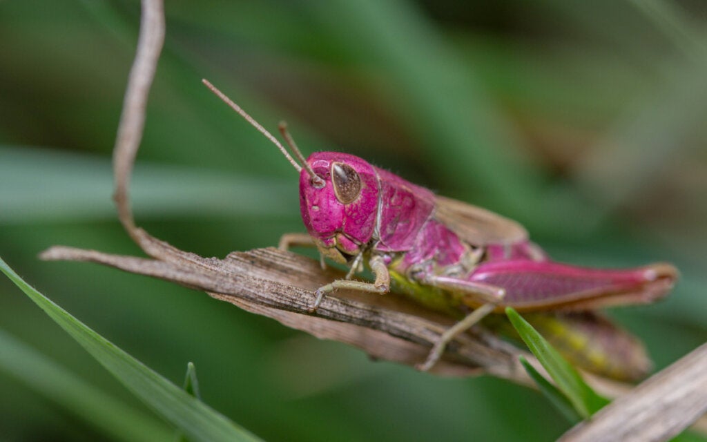 Der rosa Grashüpfer: Ein faszinierender Fund