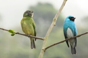 Erforsche den Geschlechtsdimorphismus: 5 beeindruckende Beispiele