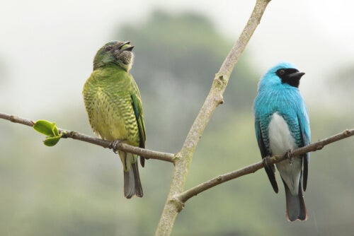 Erforsche den Geschlechtsdimorphismus: 5 beeindruckende Beispiele