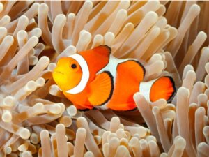 Wie lassen sich Salzwasserfische pflegen?