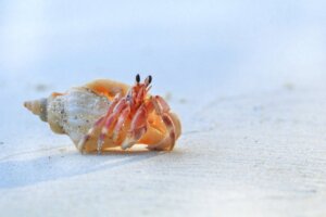 Ist es schlimm, Muscheln vom Strand mitzunehmen?