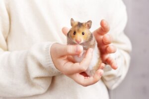 Die beste Art, deinen Hamster zu füttern