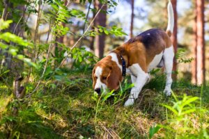 Was dein Hund riecht, wenn er spazieren geht