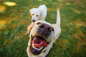 Wie du deinem Hund weiße Zähne ermöglichst