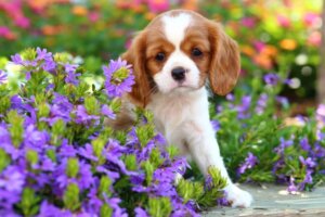 Häufige Cavalier King Charles Spaniel-Krankheiten