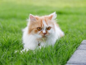 Welche Arten von Perserkatzen gibt es?