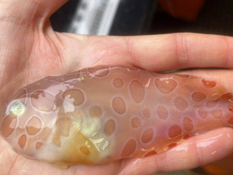 Seltsamer Schneckenfisch aus eisigen Tiefen in Alaska geborgen