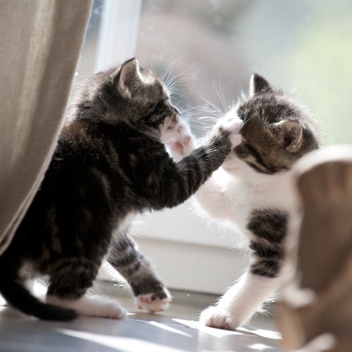 Weißt du, warum Katzen miteinander kämpfen?