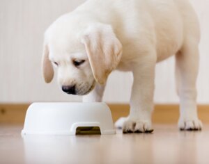 Was sind die Vorteile von Karotten für Hunde?