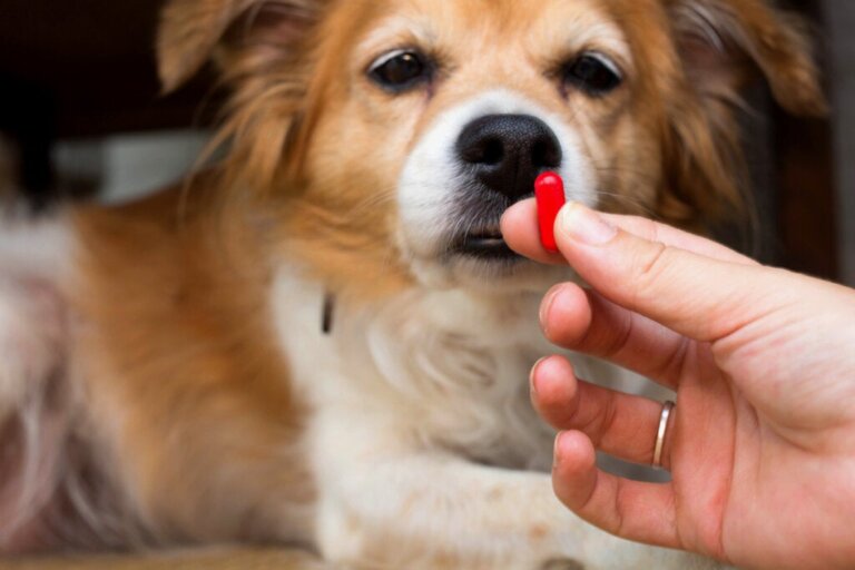 Meloxicam für Hunde: Dosierung und Empfehlungen