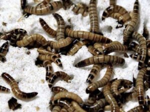 Wie Superwürmer Styropor in eine gesunde Mahlzeit verwandeln