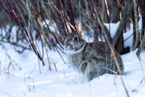 Wie man Kaninchen im Winter warm hält