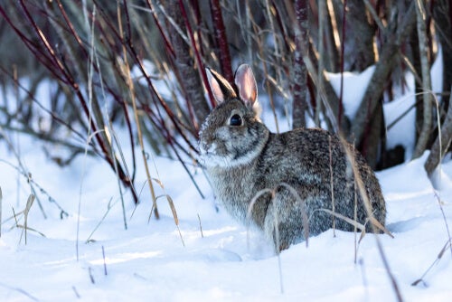 Wie man Kaninchen im Winter warm hält
